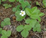 Fragaria vesca. Цветущее растение. Ярославская обл., г. Переславль-Залесский, дендрологический сад. 12.06.2017.