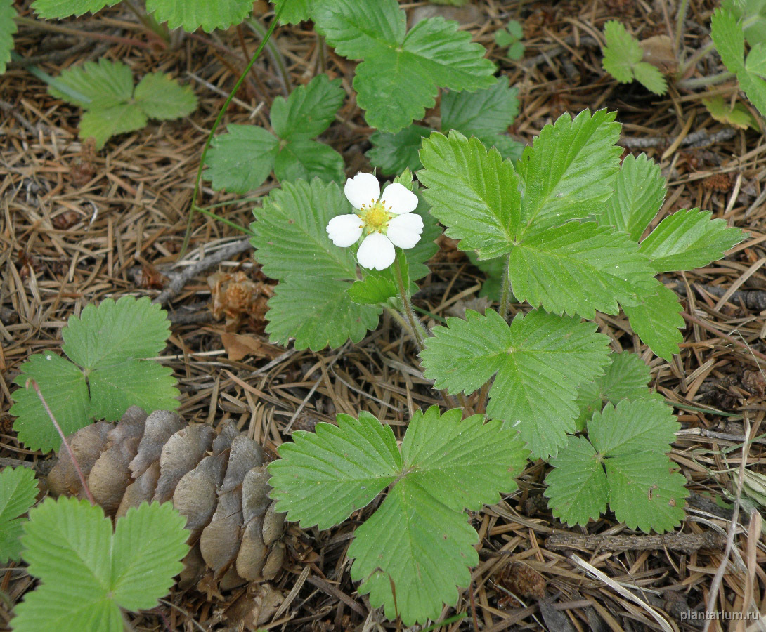 Изображение особи Fragaria vesca.