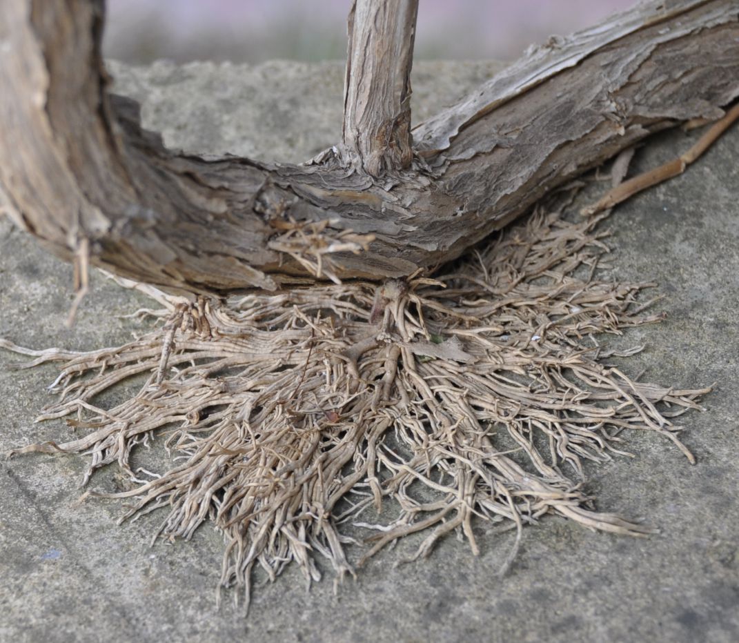 Image of Campsis radicans specimen.