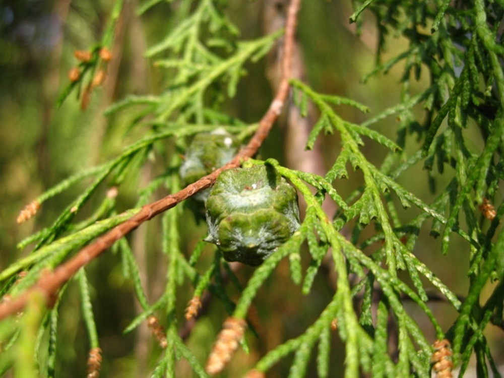 Изображение особи Cupressus funebris.