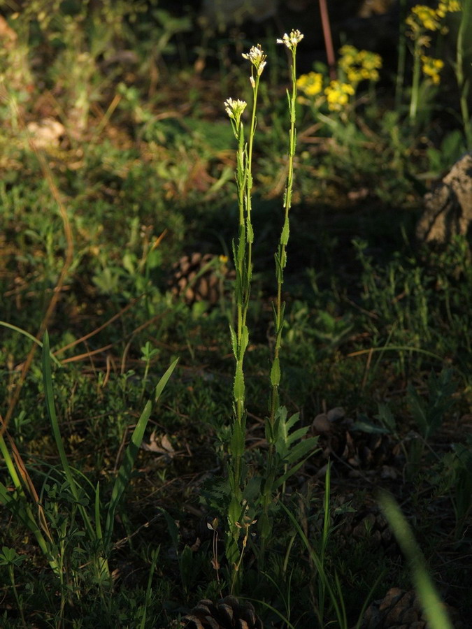 Изображение особи Arabis sagittata.