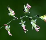 Image of taxon representative. Author is Вера Волкотруб
