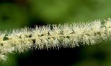 Aruncus sylvestris