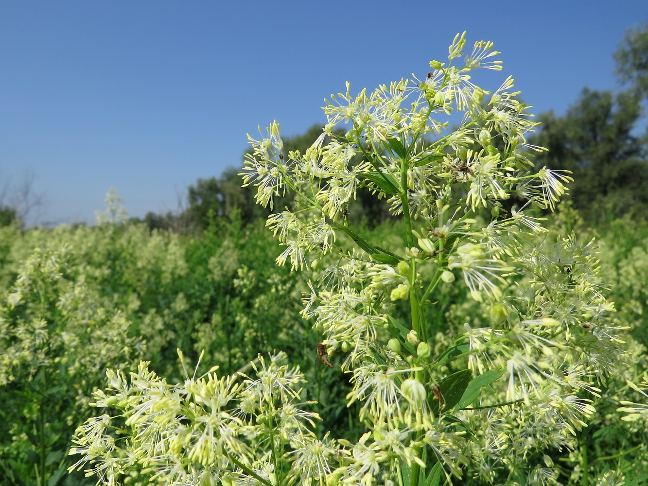 Image of Thalictrum flavum specimen.