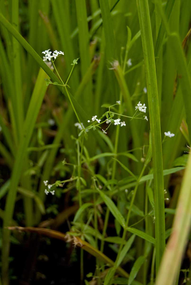 Image of Galium palustre specimen.