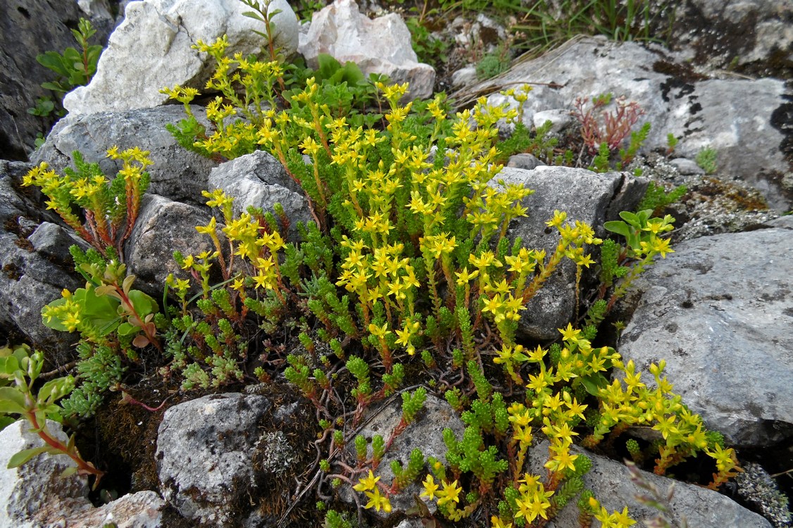 Изображение особи Sedum acre.