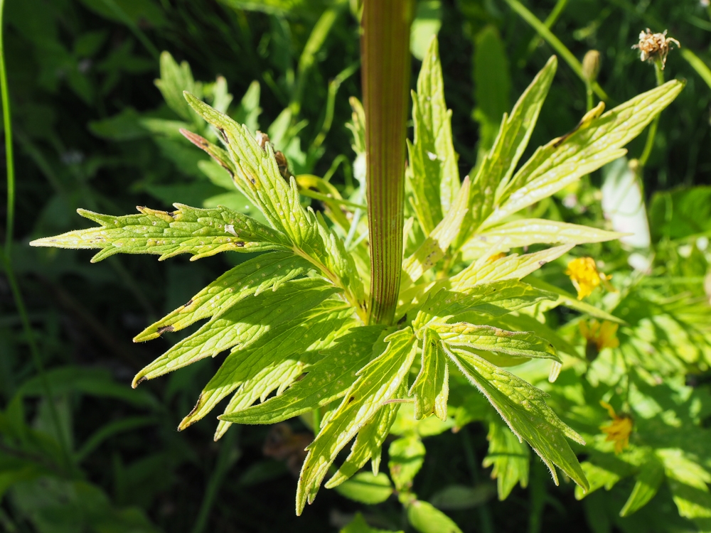 Изображение особи Valeriana officinalis.