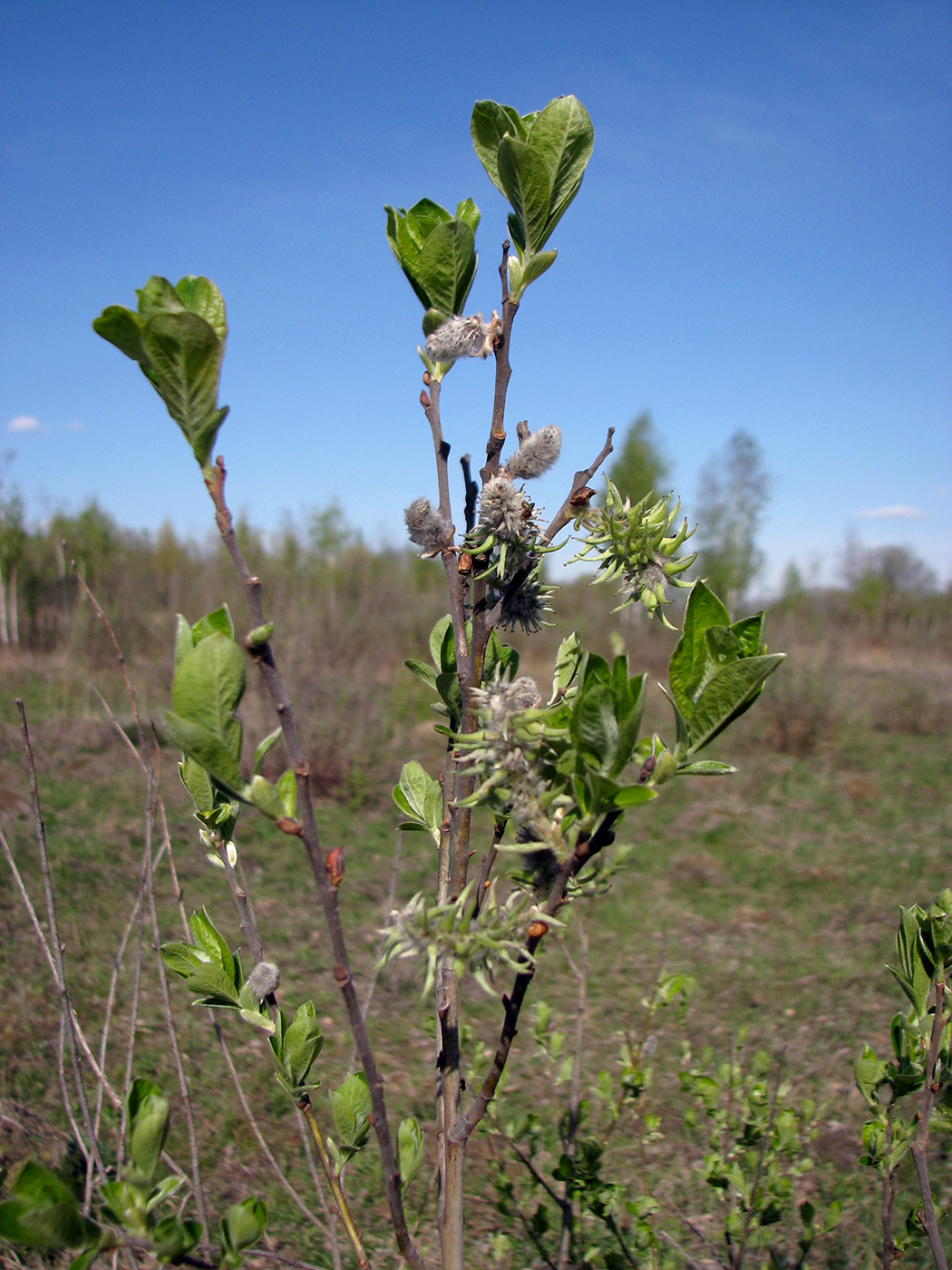 Image of genus Salix specimen.