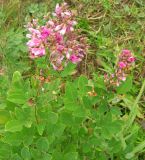 Lespedeza bicolor. Верхушка цветущего растения. Приморье, бухта Второй Лангоу, приморский луг. 27.08.2006.