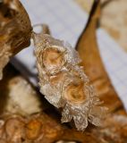 Spathodea campanulata