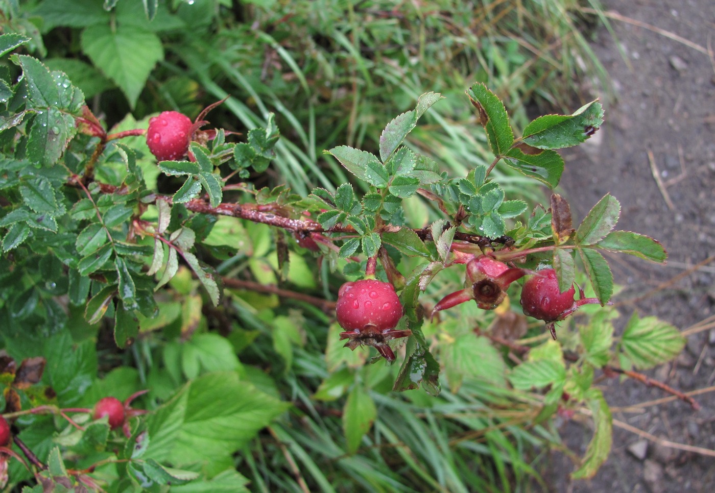 Изображение особи Rosa spinosissima.