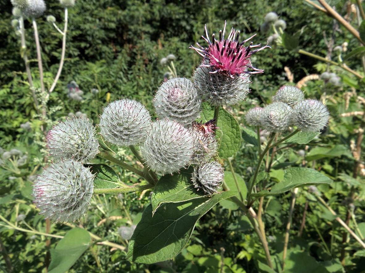 Изображение особи Arctium tomentosum.