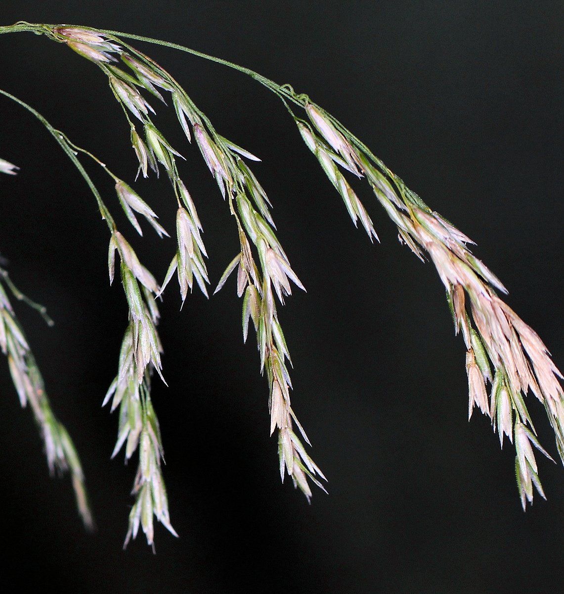 Изображение особи Cinna latifolia.