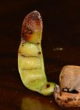 Dichrostachys cinerea. Незрелый плод. Израиль, впадина Мёртвого моря, киббуц Эйн-Геди. 26.04.2017.