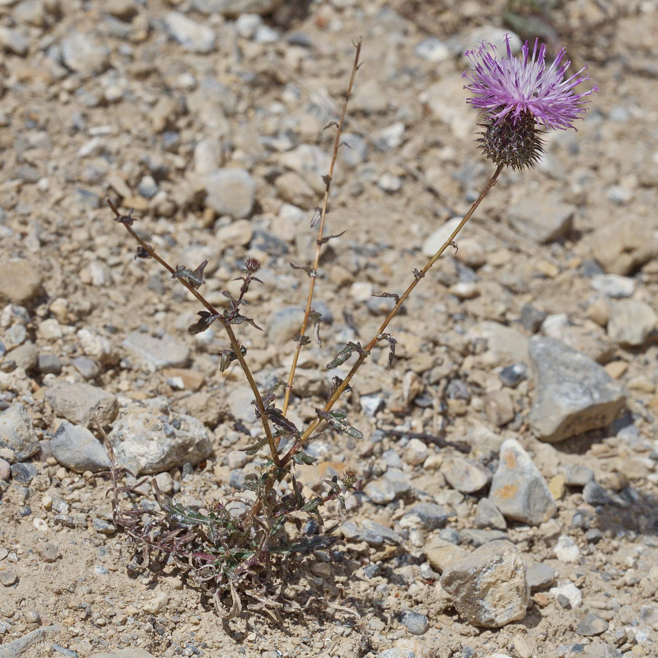 Изображение особи Cousinia waldheimiana.