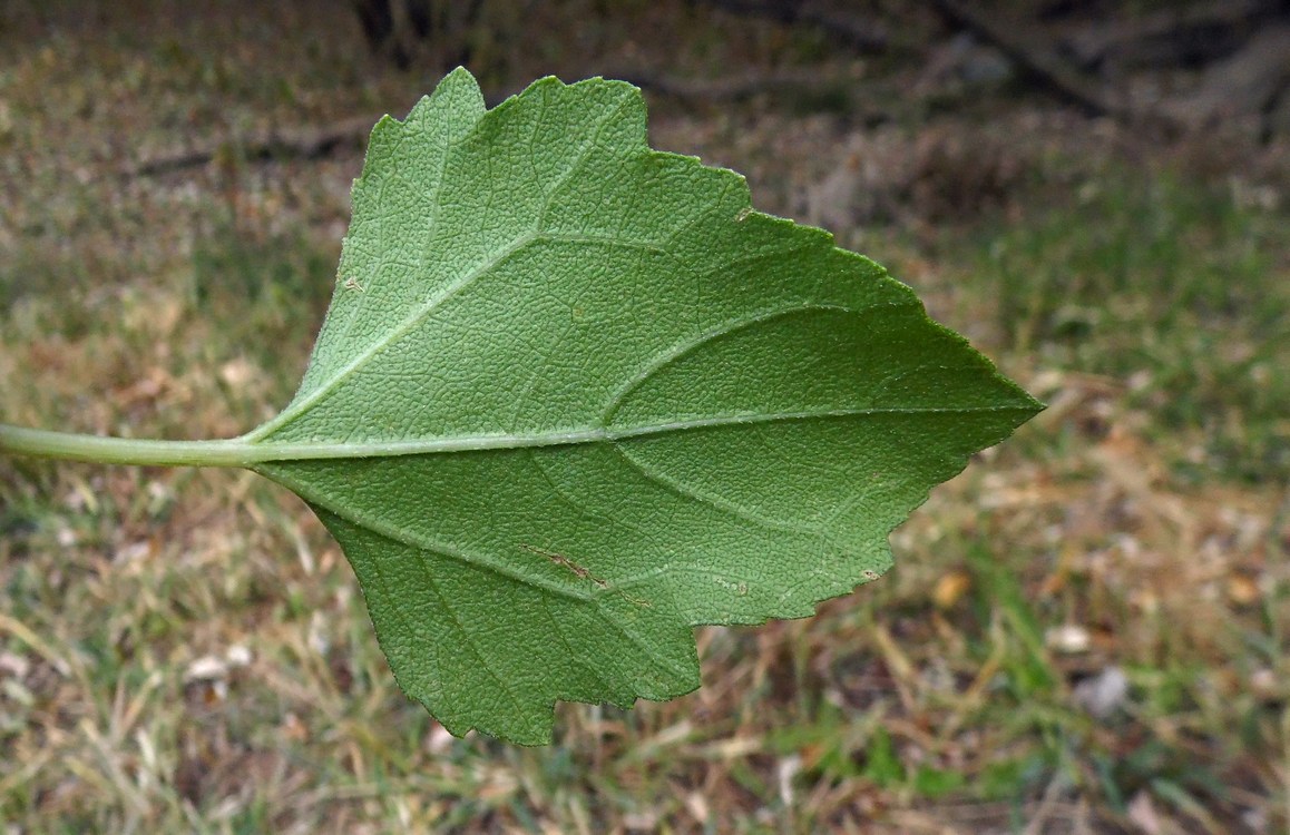 Image of genus Xanthium specimen.