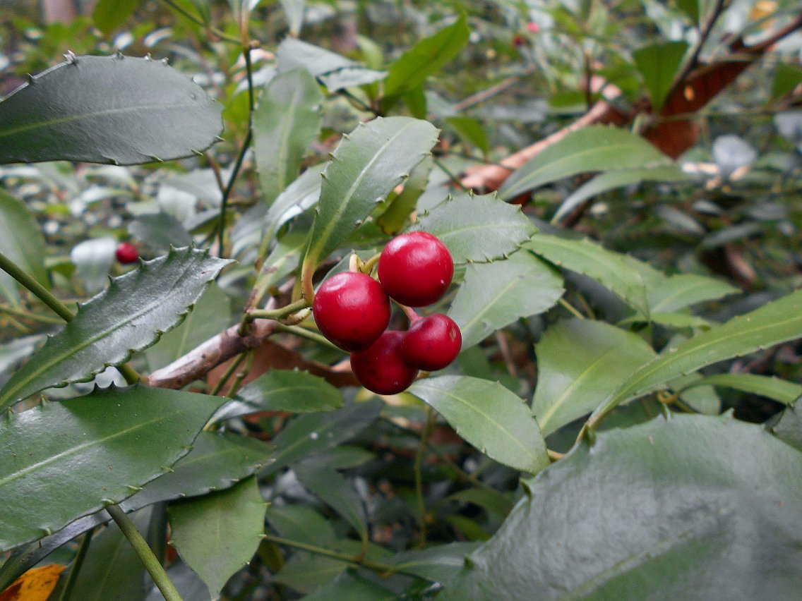 Image of Ardisia cornudentata specimen.