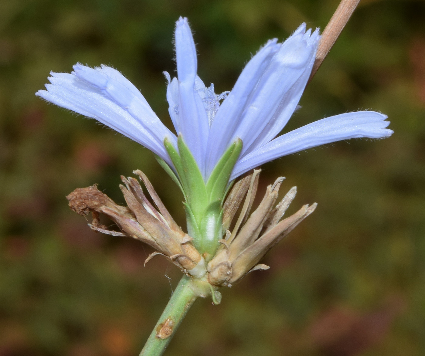 Image of Cichorium intybus specimen.