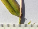 Setaria verticilliformis