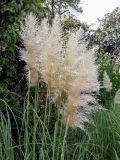 Cortaderia selloana