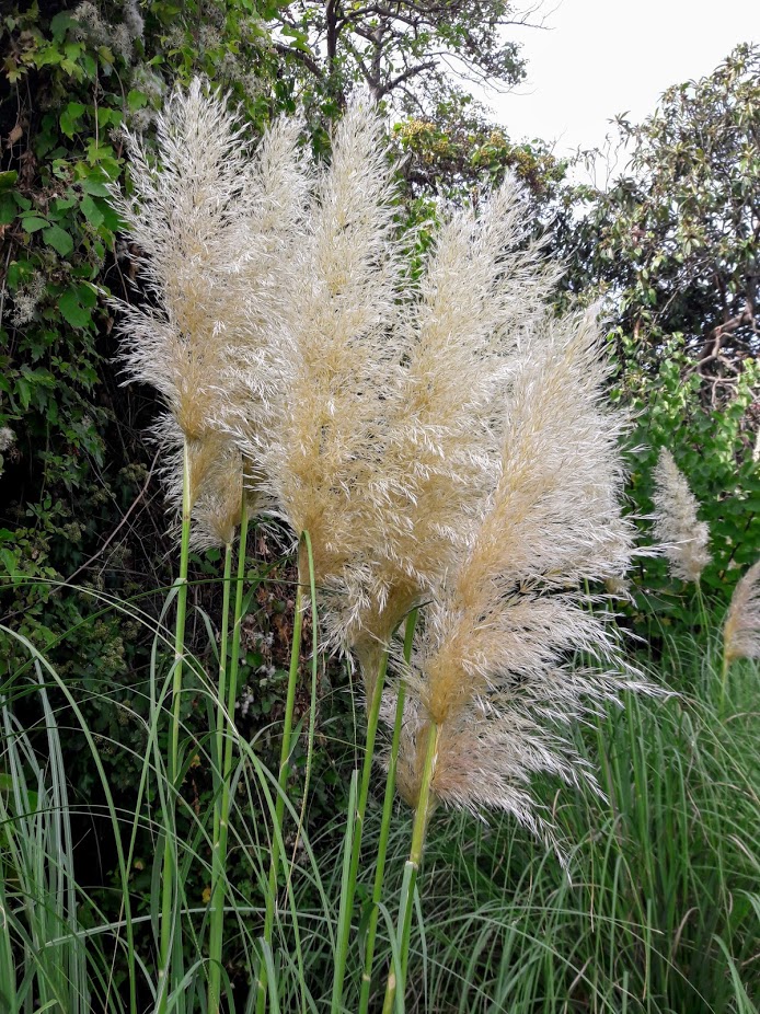 Image of Cortaderia selloana specimen.