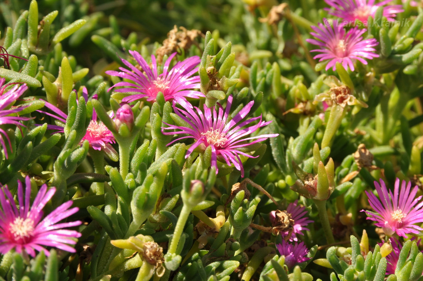 Image of Delosperma cooperi specimen.