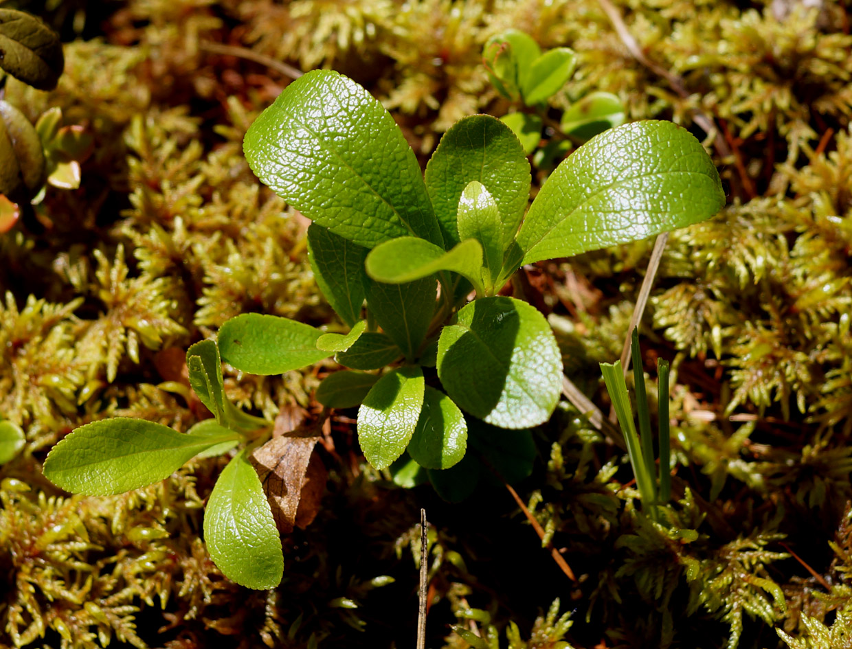 Изображение особи Arctous erythrocarpa.