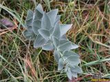 Linaria genistifolia. Вегетирующее растение. Украина, г. Николаев, Заводской р-н, парк \"Лески\", среди разнотравья. 22.12.2017.