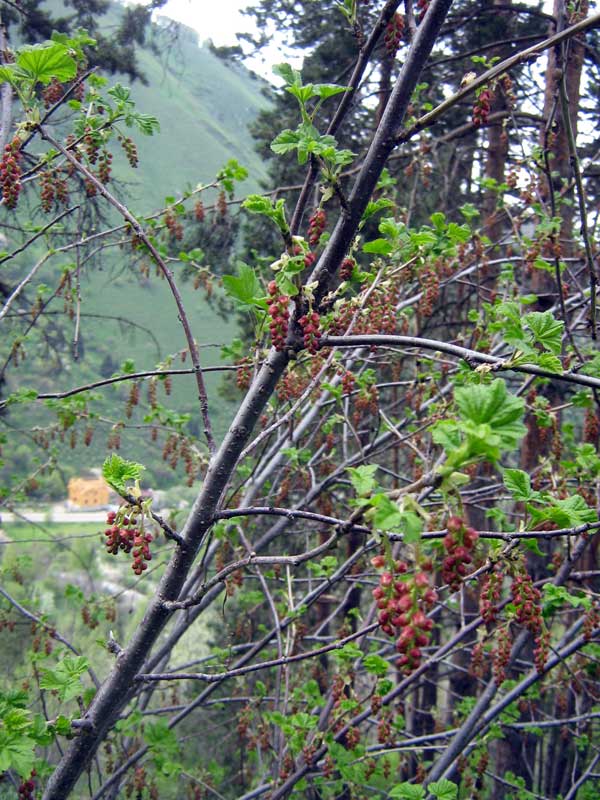 Image of Ribes meyeri specimen.