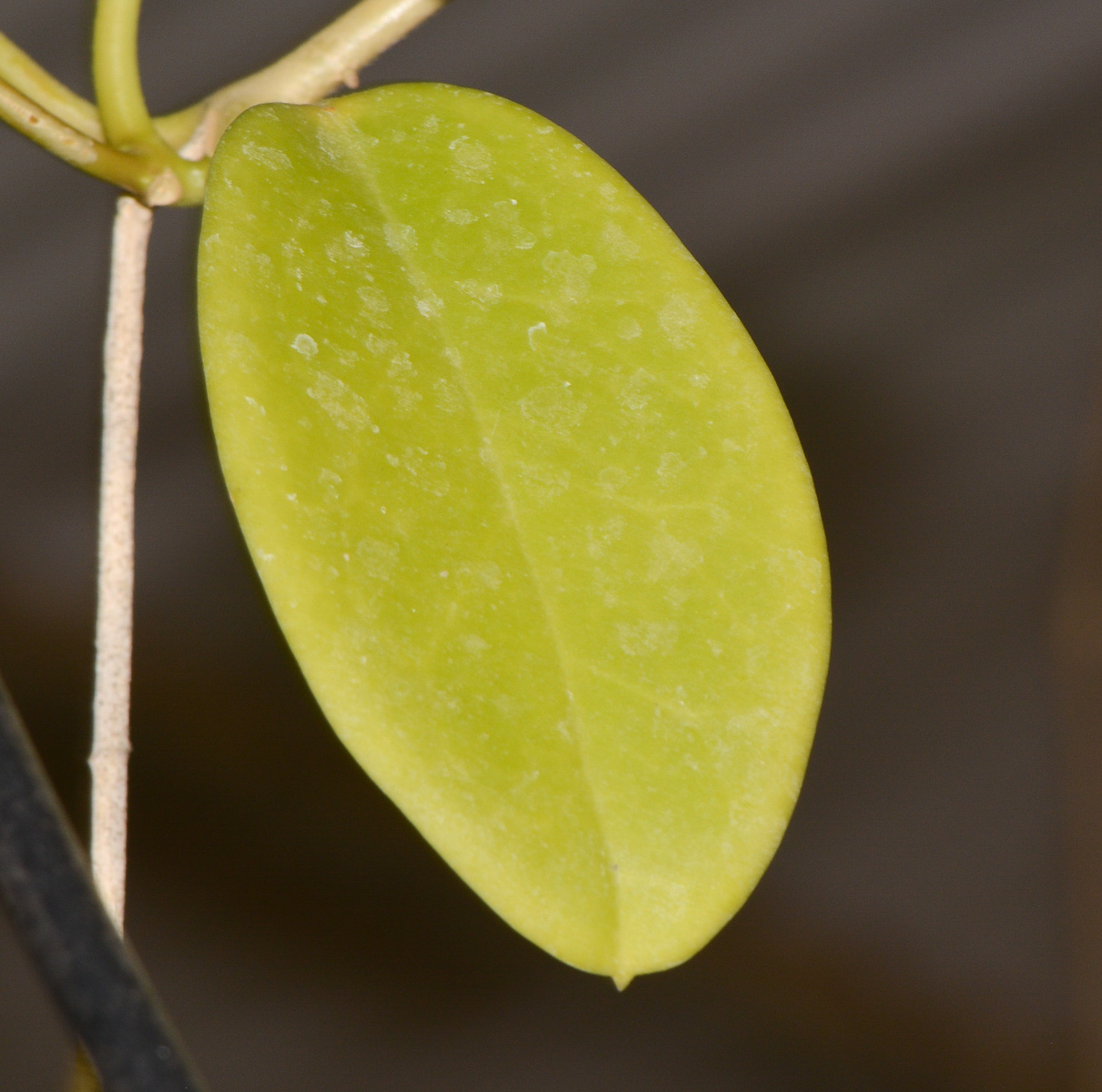 Image of genus Hoya specimen.