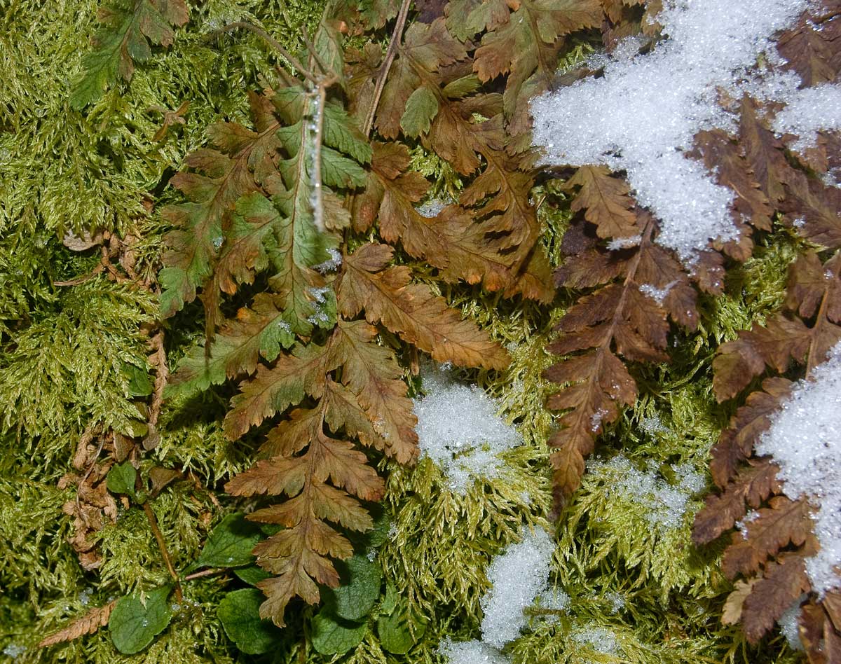 Изображение особи род Dryopteris.