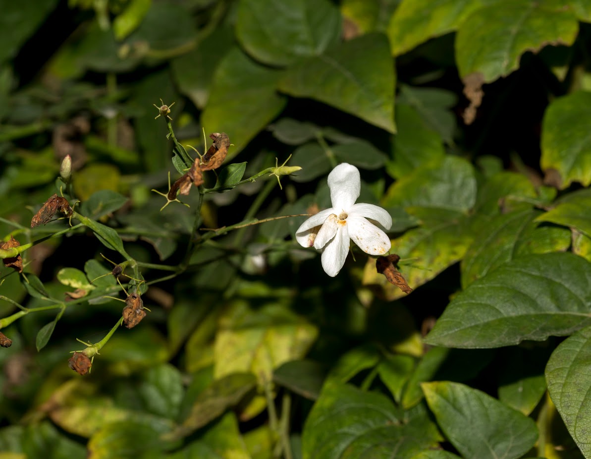 Image of Jasminum polyanthum specimen.