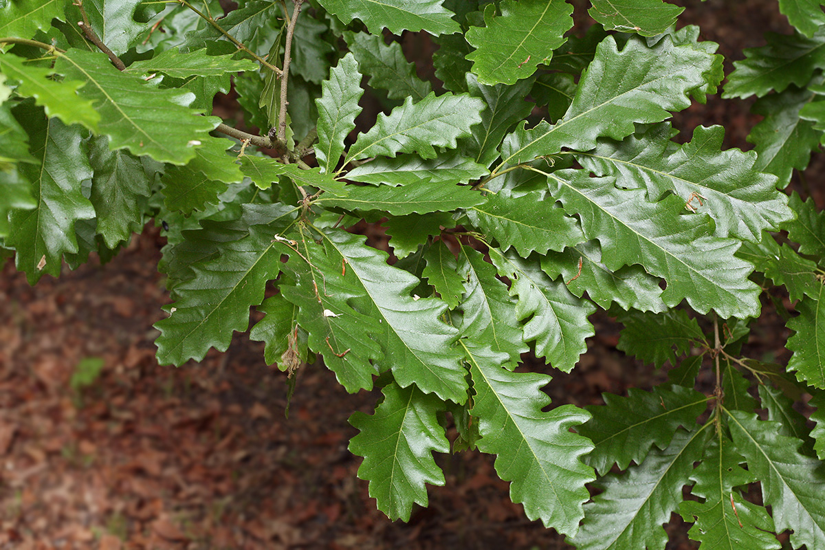 Изображение особи Quercus cerris.