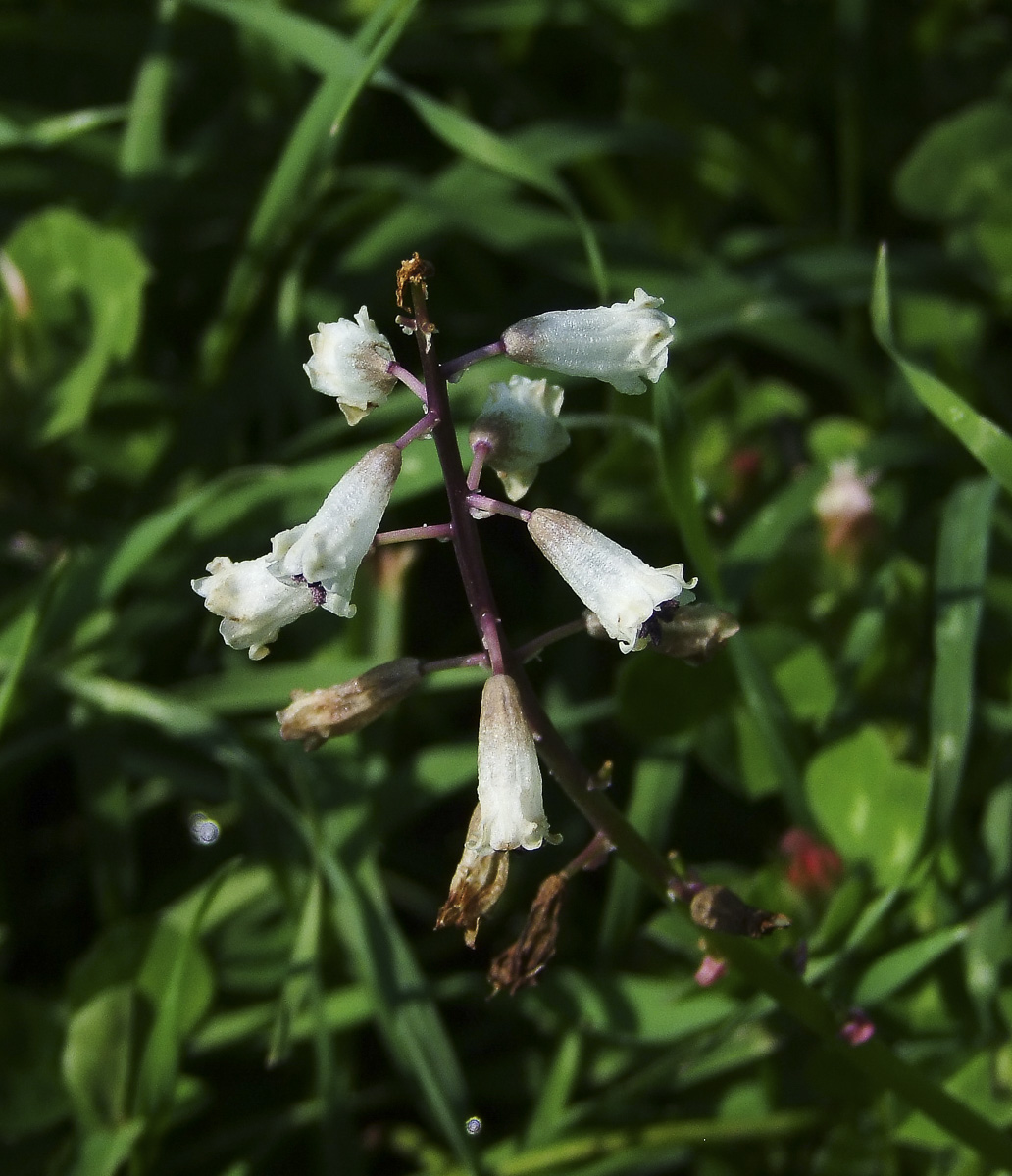 Image of Bellevalia flexuosa specimen.
