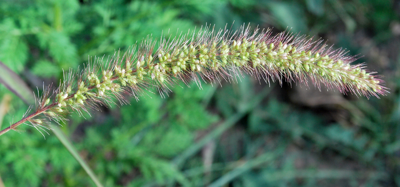 Изображение особи Setaria viridis.