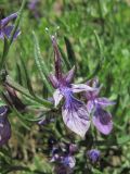 Teucrium orientale