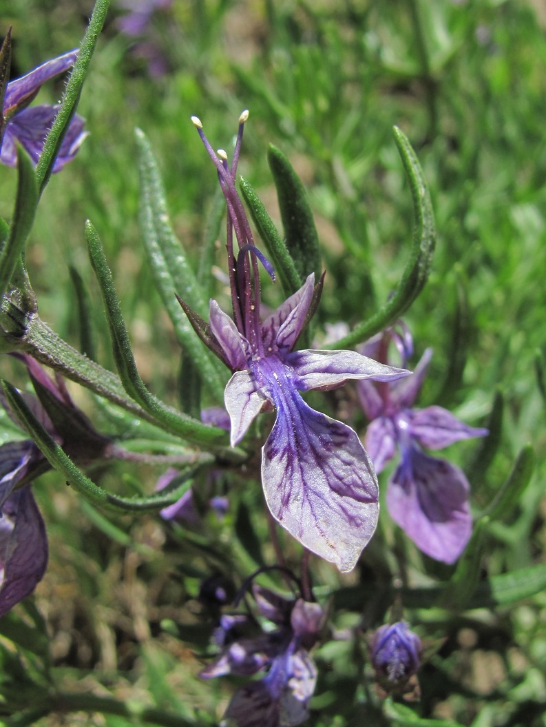 Изображение особи Teucrium orientale.