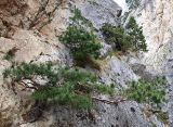 Pinus sylvestris подвид hamata. Угнетённые деревья на склоне. Северная Осетия, Куртатинское ущелье. 06.05.2010.