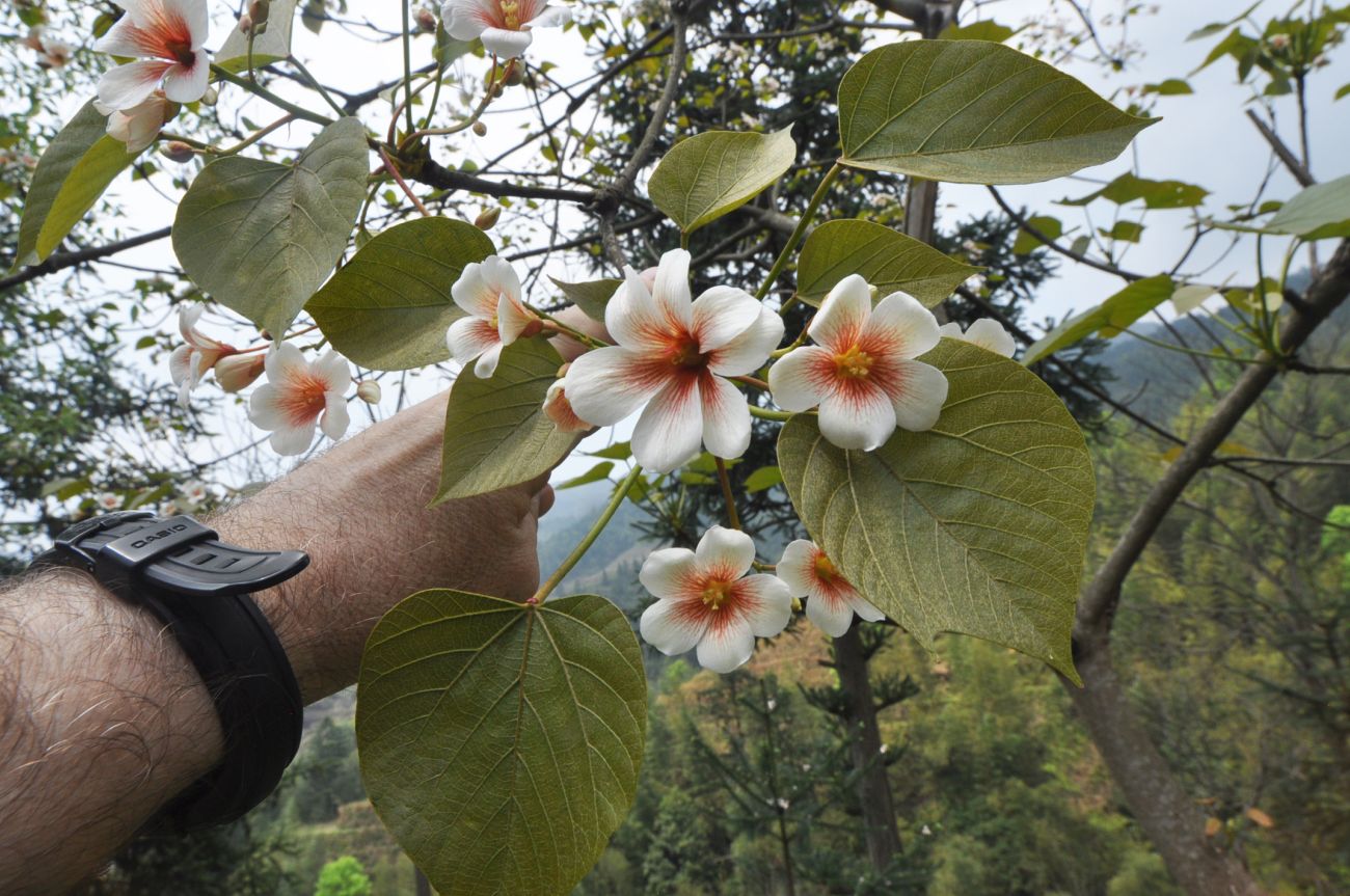 Изображение особи Vernicia fordii.