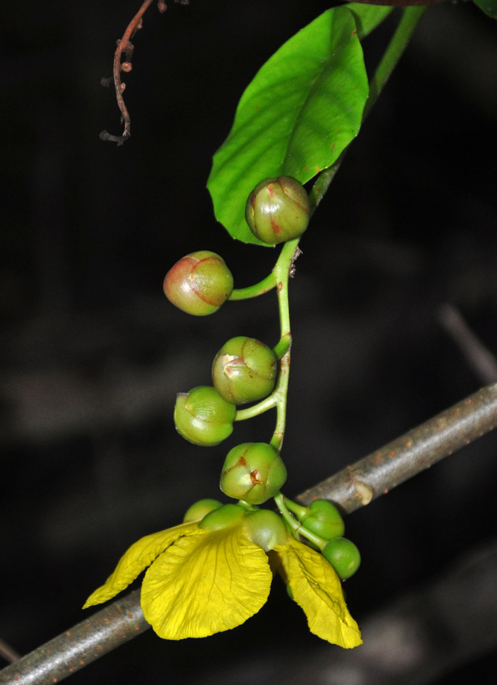 Image of Dillenia suffruticosa specimen.