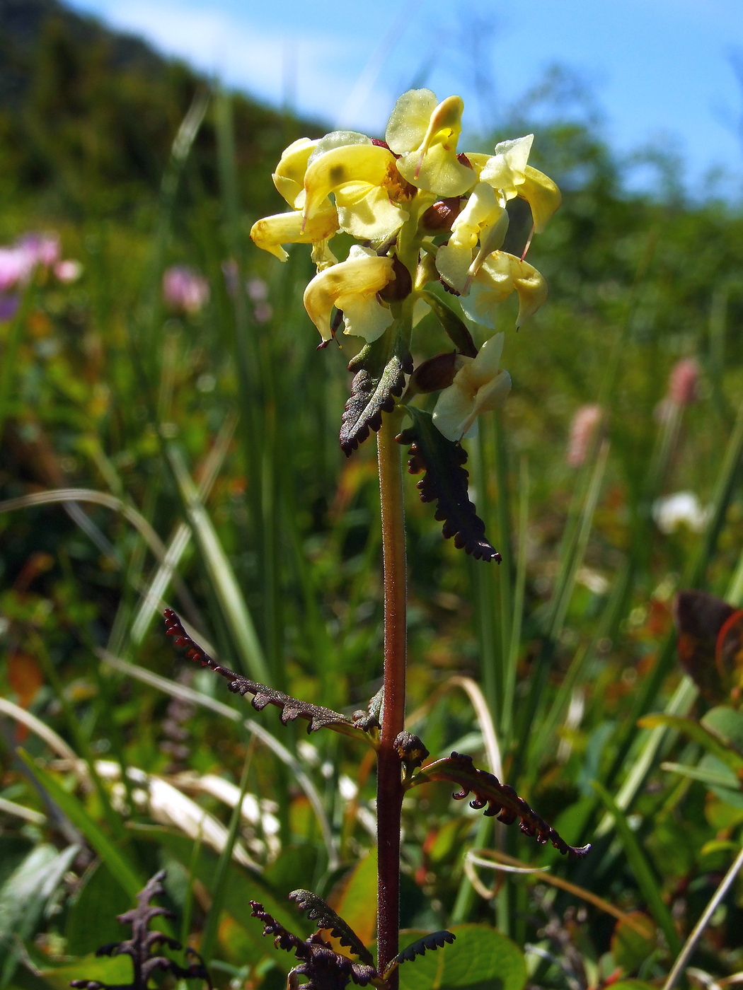 Изображение особи Pedicularis lapponica.