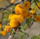 Vachellia farnesiana