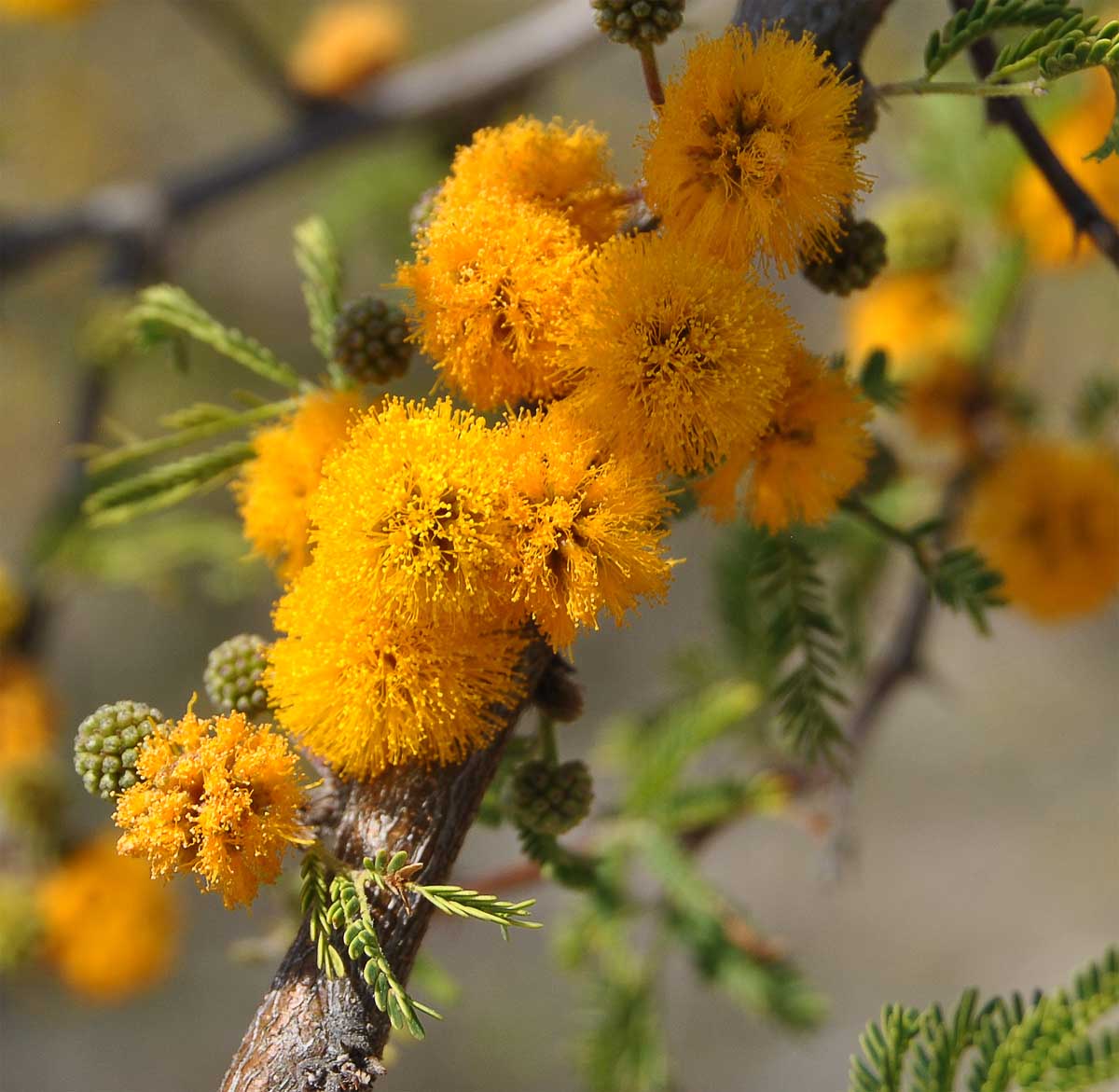 Изображение особи Vachellia farnesiana.