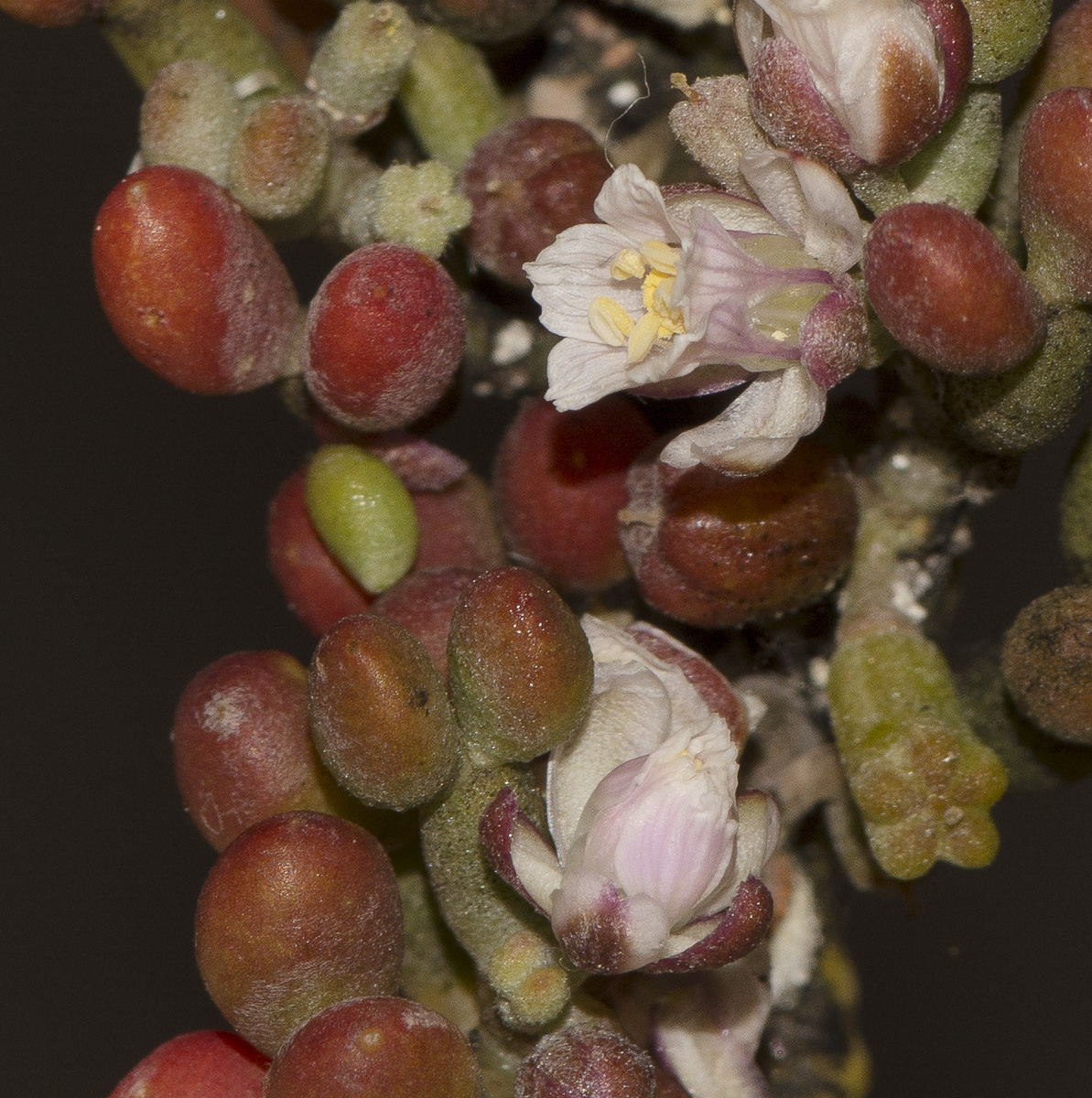 Image of Tetraena gaetula specimen.