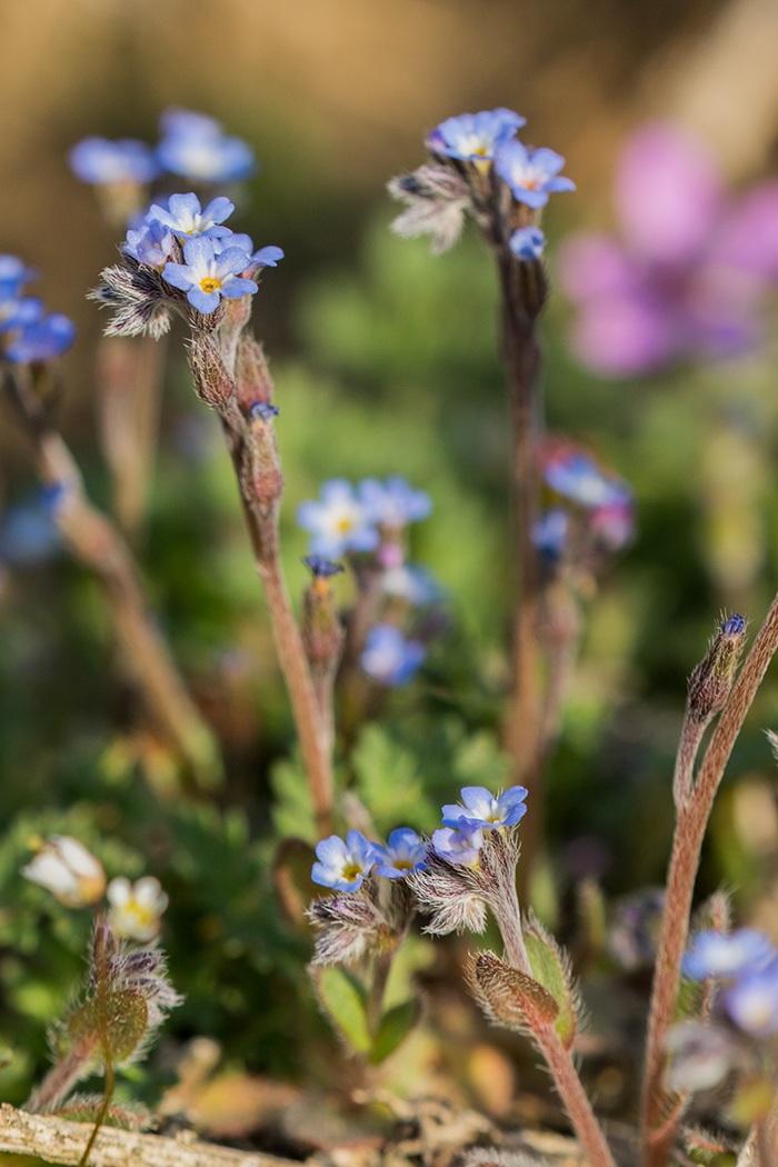 Изображение особи Myosotis incrassata.