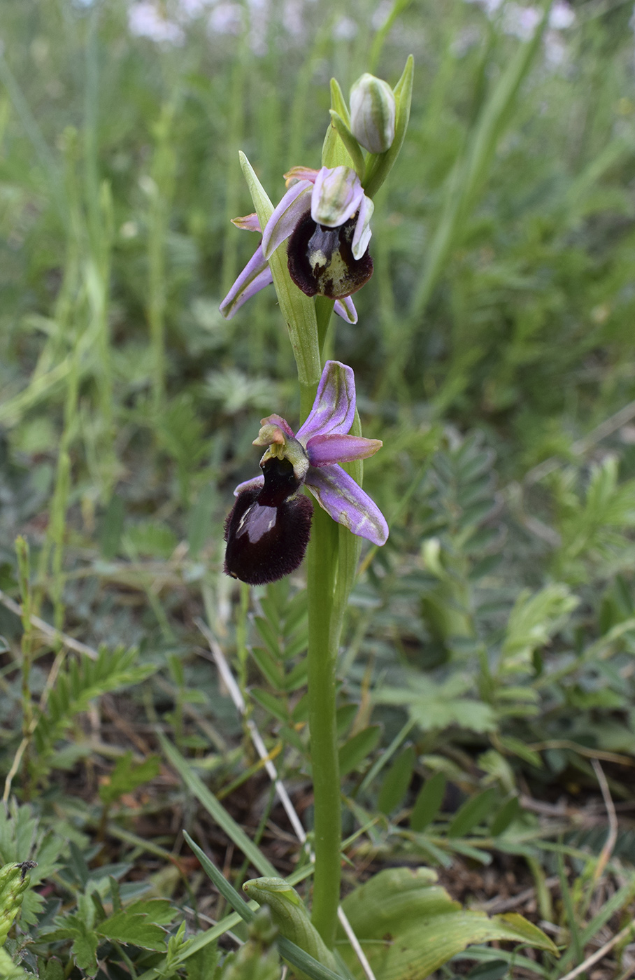 Изображение особи Ophrys bertolonii ssp. catalaunica.