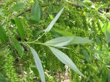 Salix × fragilis. Ветвь с соплодиями. Крым, горное озеро на Ю. склоне Чатырдаг яйлы. 24 мая 2010 г.