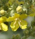 Verbascum speciosum