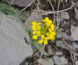 Erysimum ibericum