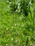 Capsella bursa-pastoris